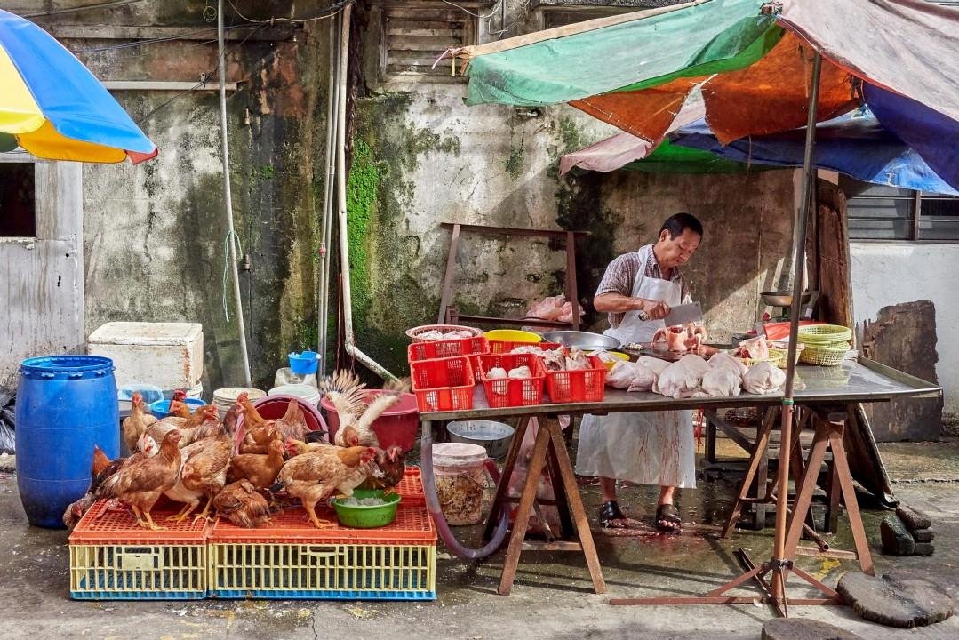 Um alerta global para zoonoses e segurança do alimento