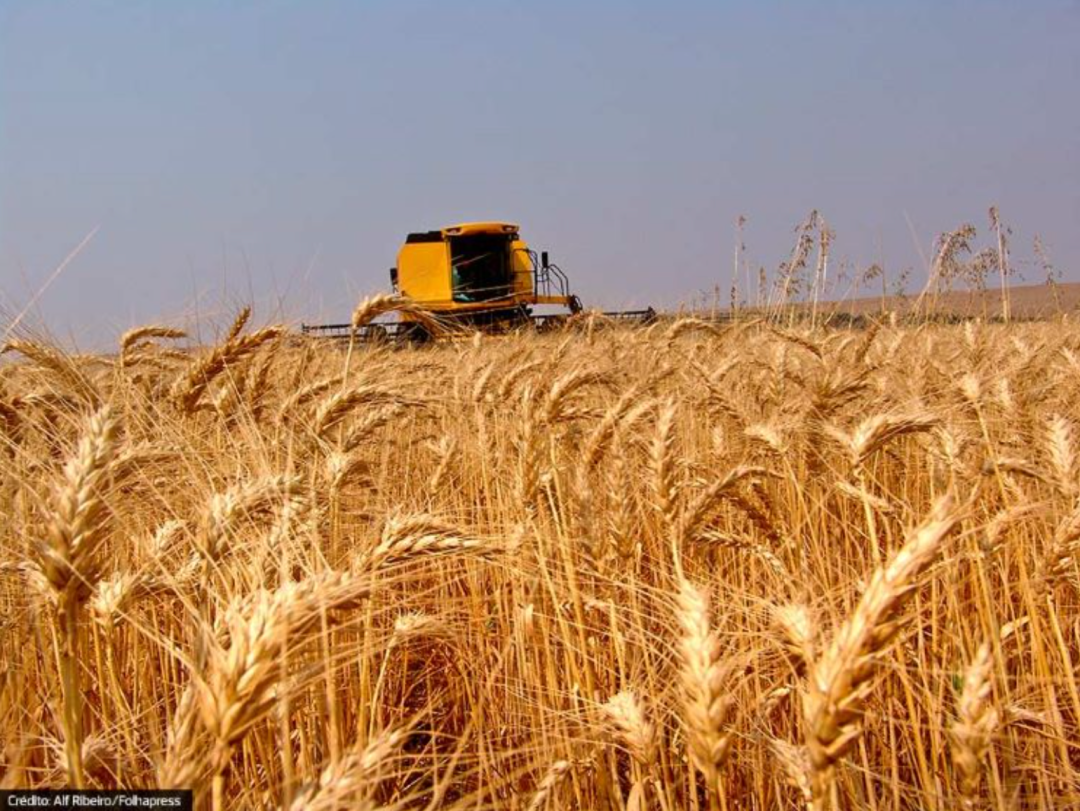 A alta global do preço das commodities agropecuárias e a inflação dos alimentos