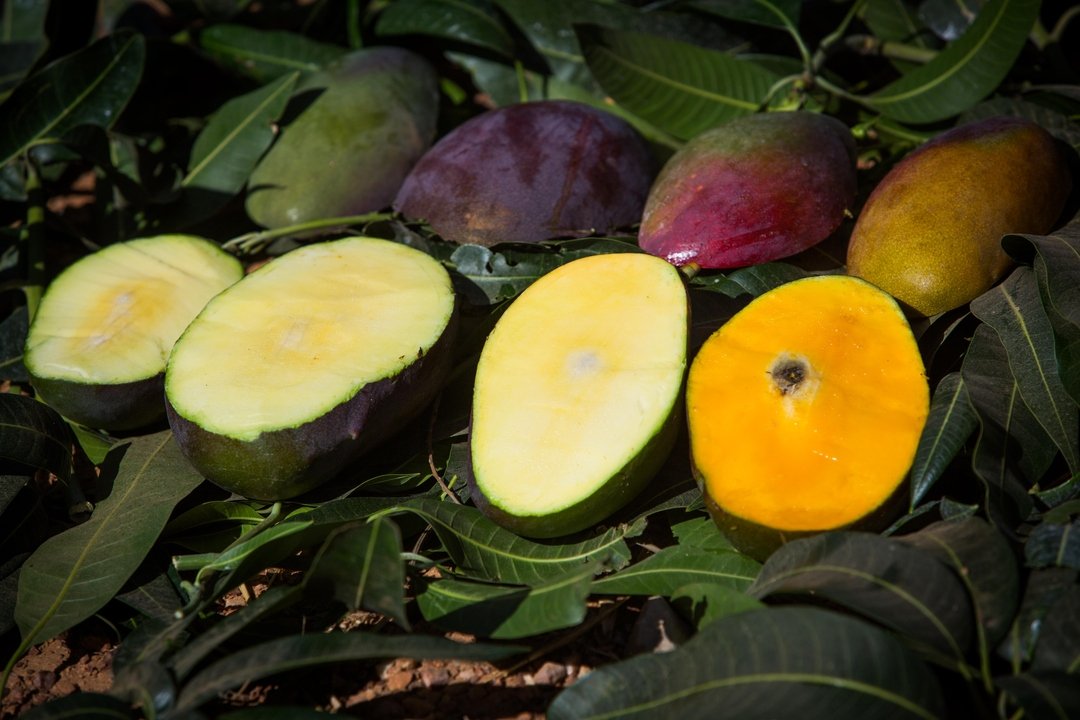 As perdas de alimentos e o Brasil