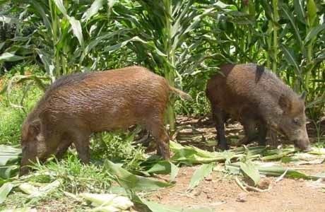 Bem-estar animal ou irracionalidade humana?