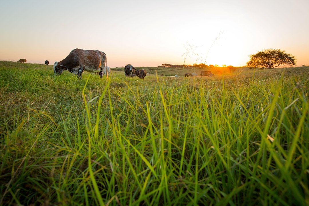 Bravatas sobre a agropecuária brasileira