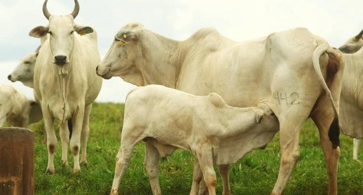 Pecuária bovina - impacto sobre o clima e a água