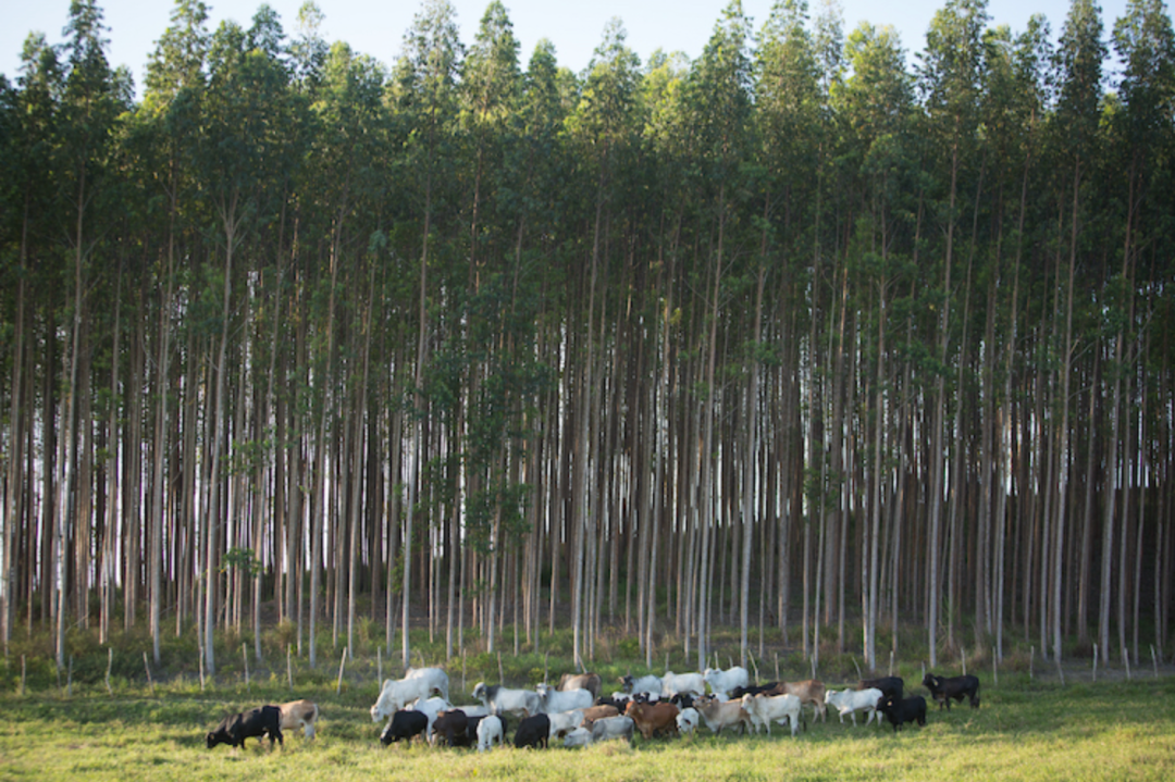 Insper e Columbia se unem em curso inédito sobre agronegócio e meio ambiente