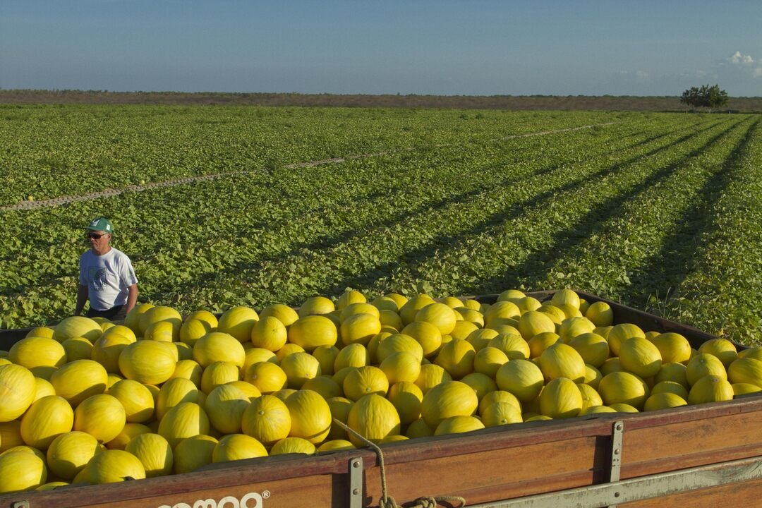 Desafios e oportunidades do agro brasileiro