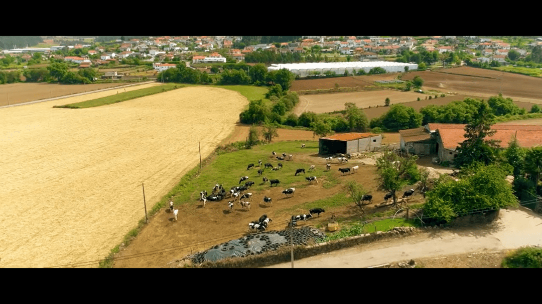 O futuro das pastagens e a revolução da integração lavoura-pecuária e floresta