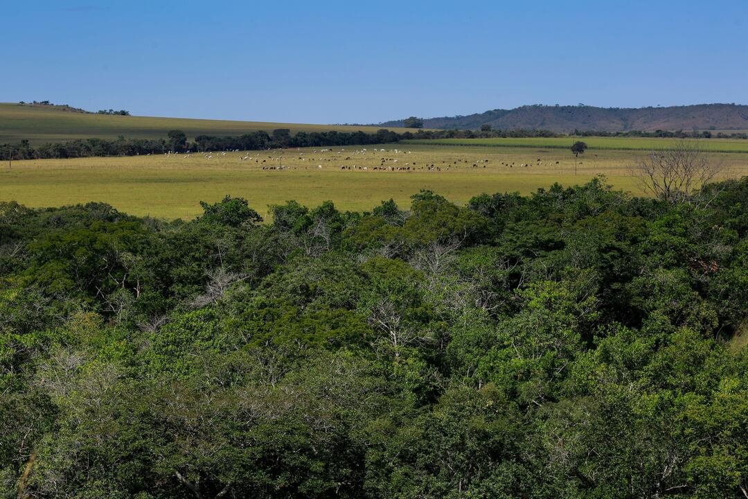 Reduzir desmatamento abre caminho para país promover energia e agro na COP28