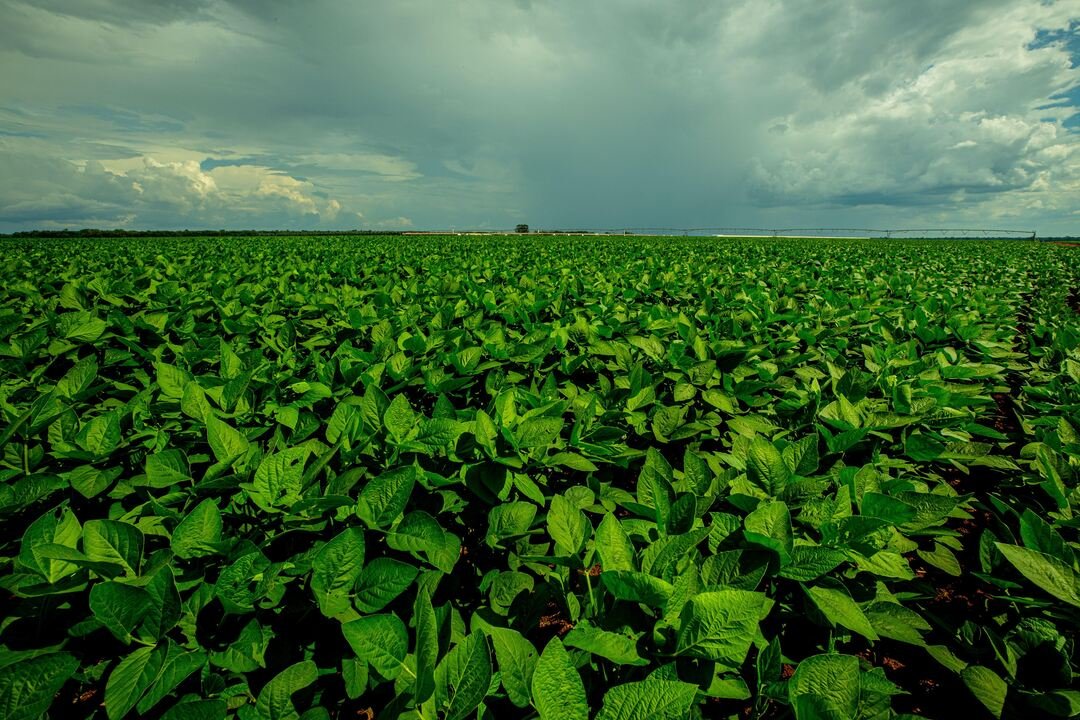 Cantidad y calidad: los desafíos que trajo el Covid para los exportadores de alimentos del Mercosur