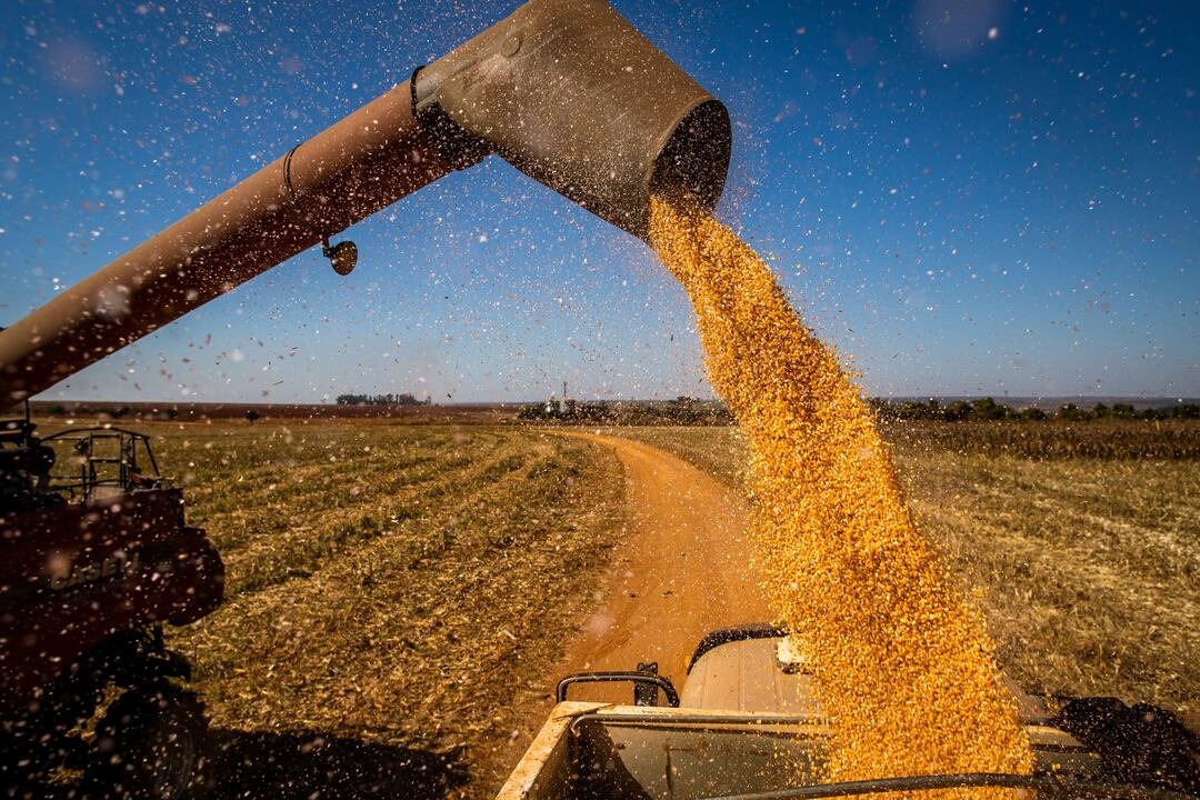 Situação global do milho preocupa; Brasil pode ser pressionado a exportar mais