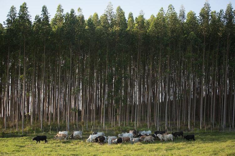 Contribuições para o debate global sobre agropecuária brasileira, meio ambiente e clima