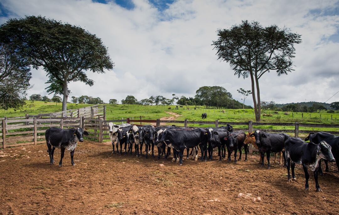 Carne bovina/vaca louca: demanda chinesa e diplomacia abrem espaço para revisão de protocolo bilateral